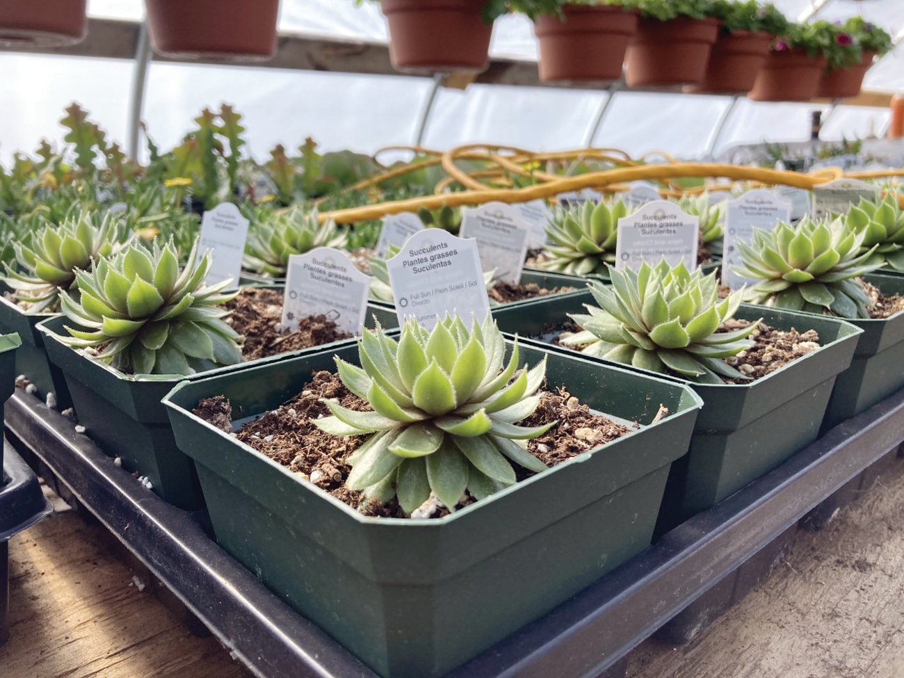 SUCCULENT SUCCESS: If you don’t naturally have a green thumb, start off with a low-maintenance succulent plant.